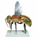 Bee Anatomy Mold