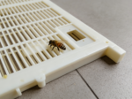 Free Larva Graft Royal Jelly Producing Kit CQR-MAX - Image 6