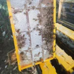 Honeycomb Boxes - Image 10