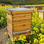 2 Layers 10-Frame Langstroth Beehive - Image 8