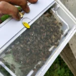 Observe Nuc Beehive - Image 2