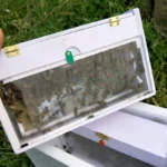 Observe Nuc Beehive