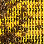 Oval Hole Plastic Queen Excluder - Image 6