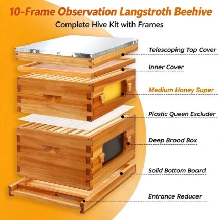 10-Frame Observation Langstroth Beehive